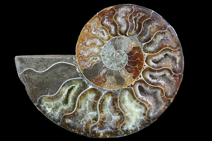 Polished Ammonite Fossil (Half) - Agatized #72931
